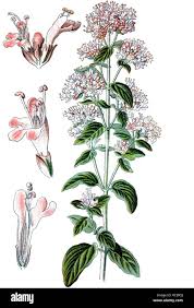 Attēlu rezultāti vaicājumam “Origanum vulgare”