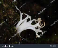 Attēlu rezultāti vaicājumam “Lentaria”