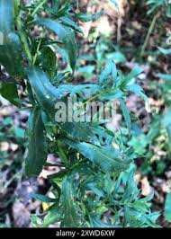 Attēlu rezultāti vaicājumam “Achillea salicifolia leaf”