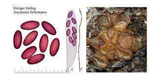 Attēlu rezultāti vaicājumam “Ascobolus furfuraceus”