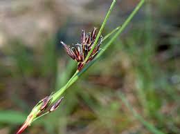 Attēlu rezultāti vaicājumam “Schoenus ferrugineus bud”