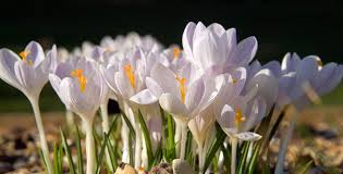 Attēlu rezultāti vaicājumam “Crocus”