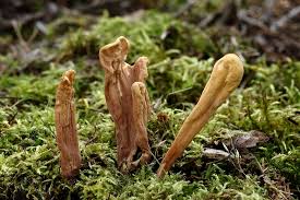 Attēlu rezultāti vaicājumam “Clavariadelphus pistillaris”