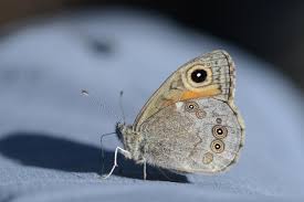 Attēlu rezultāti vaicājumam “Lasiommata maera”