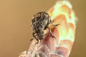 Attēlu rezultāti vaicājumam “Anthribus nebulosus”