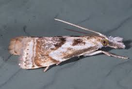 Attēlu rezultāti vaicājumam “Comatricha elegans var. microspora”