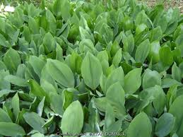 Attēlu rezultāti vaicājumam “Convallaria majalis leaf”