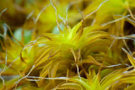 Attēlu rezultāti vaicājumam “Isothecium alopecuroides sporophyte”