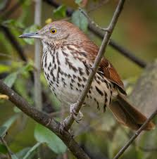 Image result for Toxostoma rufum