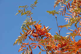 Attēlu rezultāti vaicājumam “Sorbus”
