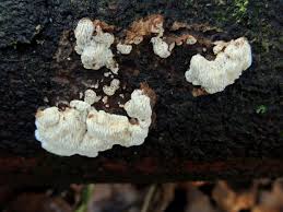 Attēlu rezultāti vaicājumam “Antrodia macra”