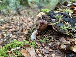 Attēlu rezultāti vaicājumam “Gyromitra infula”