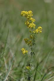 Attēlu rezultāti vaicājumam “Galium verum bud”