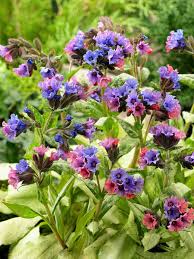 Image result for Pulmonaria Silverado
