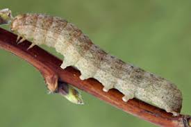 Attēlu rezultāti vaicājumam “Mniotype satura”