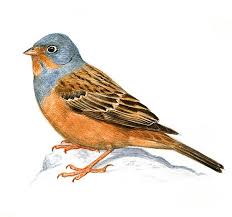 Image result for Emberiza caesia