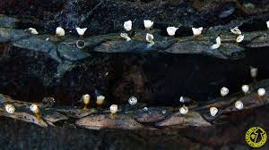 Attēlu rezultāti vaicājumam “Craterium leucocephalum”