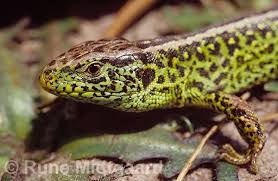 Attēlu rezultāti vaicājumam “Lacerta agilis”