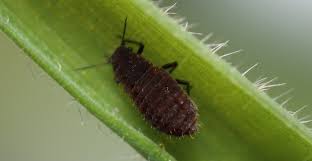 Attēlu rezultāti vaicājumam “Drepanosiphum platanoidis exuvia”