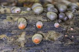 Attēlu rezultāti vaicājumam “Lycogala irregulare young”