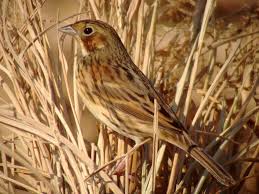Image result for Emberiza fucata