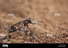 Attēlu rezultāti vaicājumam “Cicindela hybrida”