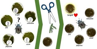 Attēlu rezultāti vaicājumam “Byrrhidae”