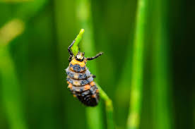 Attēlu rezultāti vaicājumam “Leiodidae larva”