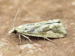 Attēlu rezultāti vaicājumam “Thiodia citrana”