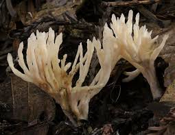 Attēlu rezultāti vaicājumam “Tremellodendropsis tuberosa”