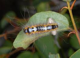Attēlu rezultāti vaicājumam “Acronicta megacephala larva”