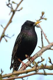 Attēlu rezultāti vaicājumam “Sturnus vulgaris”