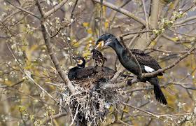 Attēlu rezultāti vaicājumam “Phalacrocorax carbo nest”