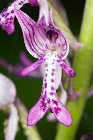 Attēlu rezultāti vaicājumam “Orchis militaris”