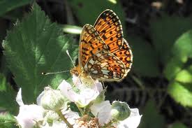 Attēlu rezultāti vaicājumam “Clossiana selene underside”