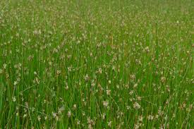 Attēlu rezultāti vaicājumam “Eleocharis palustris”