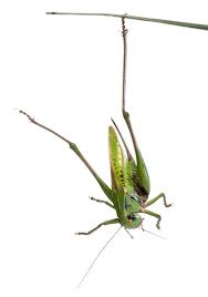 Attēlu rezultāti vaicājumam “Decticus verrucivorus”