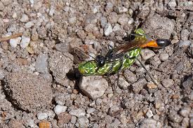 Attēlu rezultāti vaicājumam “Anarta myrtilli larva”
