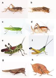 Attēlu rezultāti vaicājumam “Orthoptera”