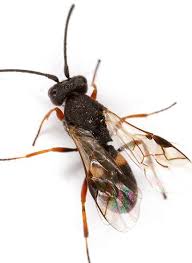 Attēlu rezultāti vaicājumam “Licea chelonoides macro”