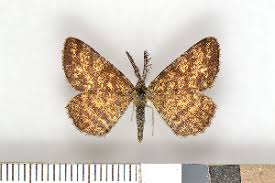 Attēlu rezultāti vaicājumam “Ematurga atomaria”