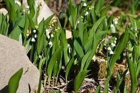 Attēlu rezultāti vaicājumam “Convallaria majalis”