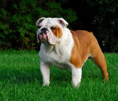 Image result for Bulldogs Power and strength