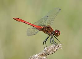 Attēlu rezultāti vaicājumam “Sympetrum”