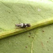Attēlu rezultāti vaicājumam “Cephaloziella elachista”