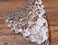 Attēlu rezultāti vaicājumam “Nola confusalis”