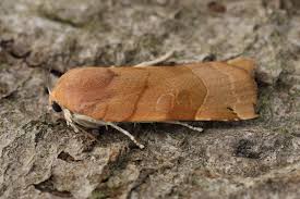 Attēlu rezultāti vaicājumam “Noctua fimbriata”