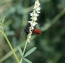 Attēlu rezultāti vaicājumam “Melilotus albus”