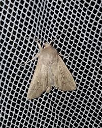 Attēlu rezultāti vaicājumam “Mythimna impura”