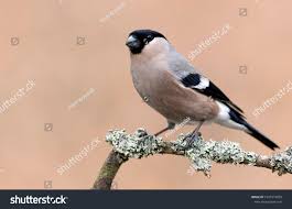 Attēlu rezultāti vaicājumam “Pyrrhula pyrrhula female”